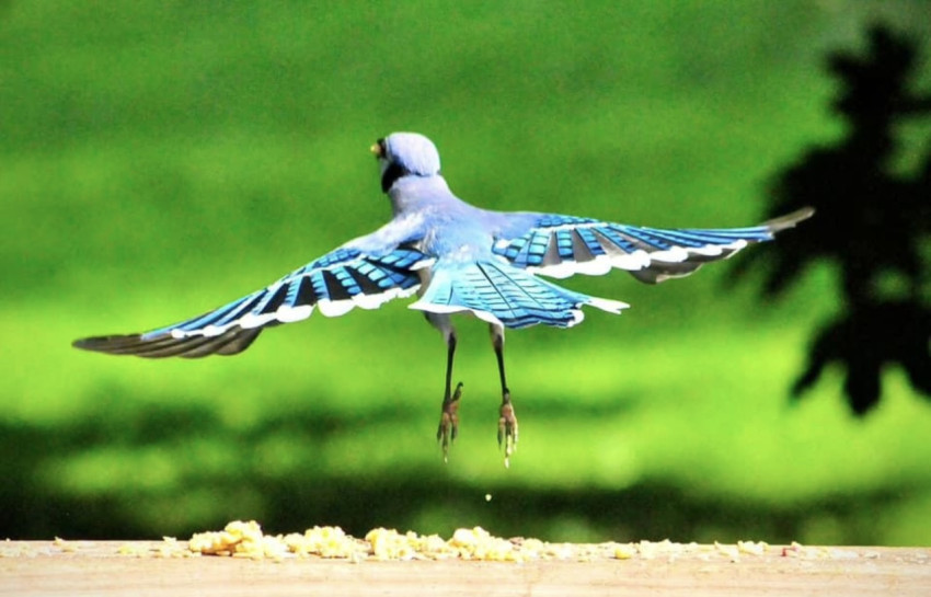 Bluejay