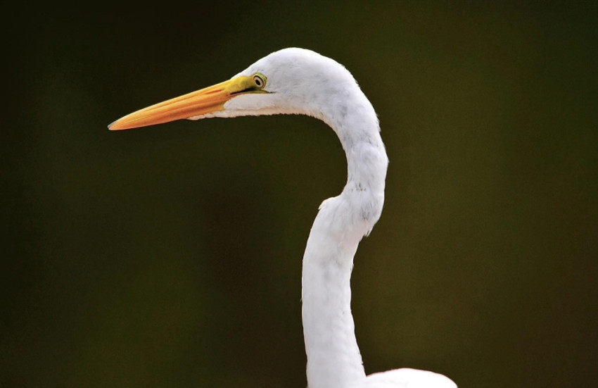 White Egret