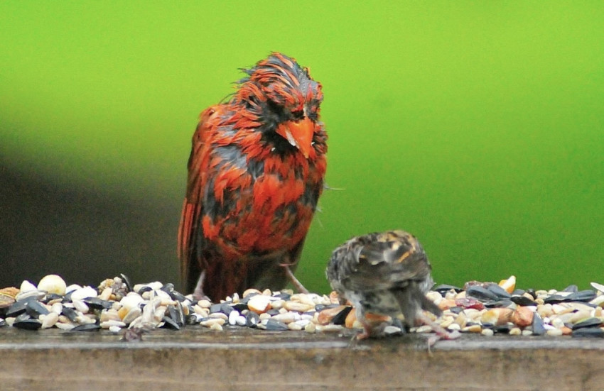 Cardinal