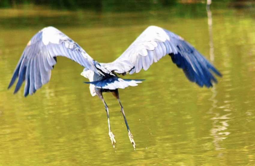 Great Blue Heron