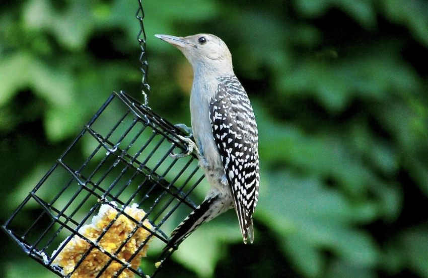 Red-bellied Woodpecker