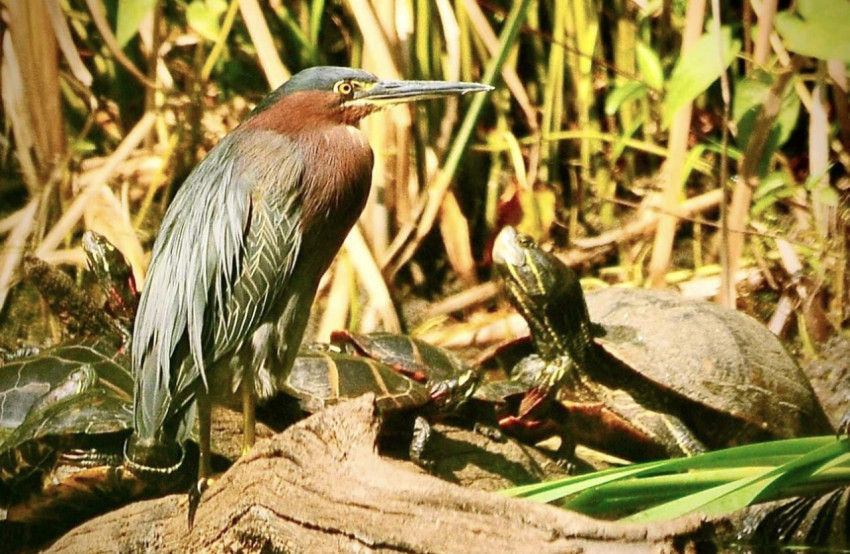 Green Heron