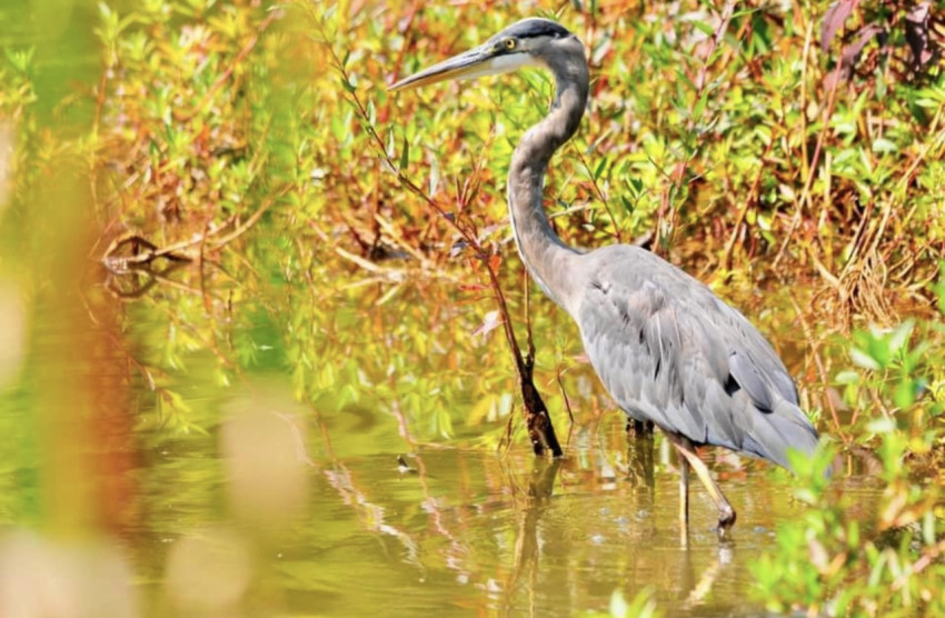 Great Blue Herron