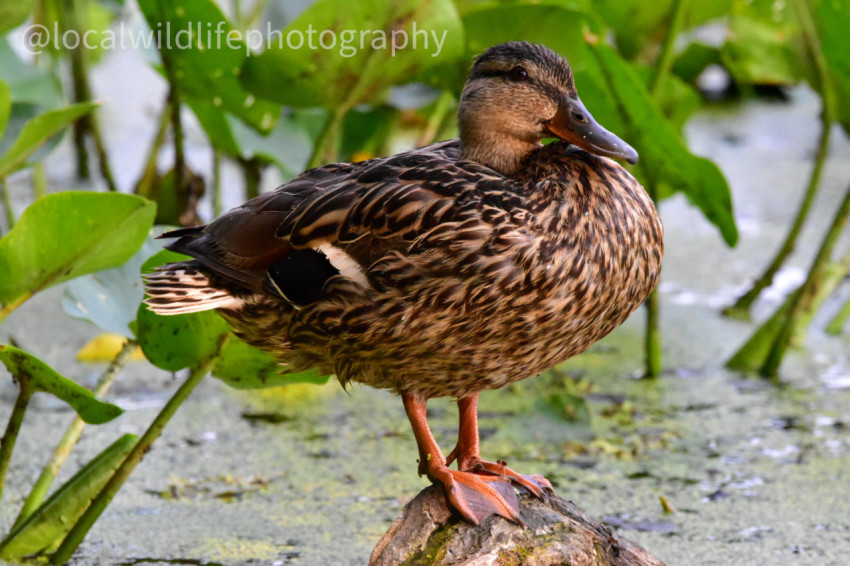 Mother mallard.