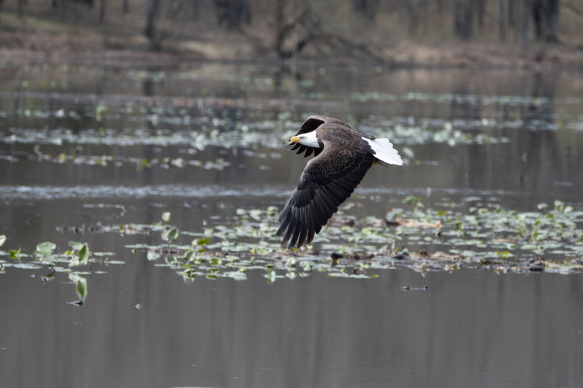 North American Bald Eagle.