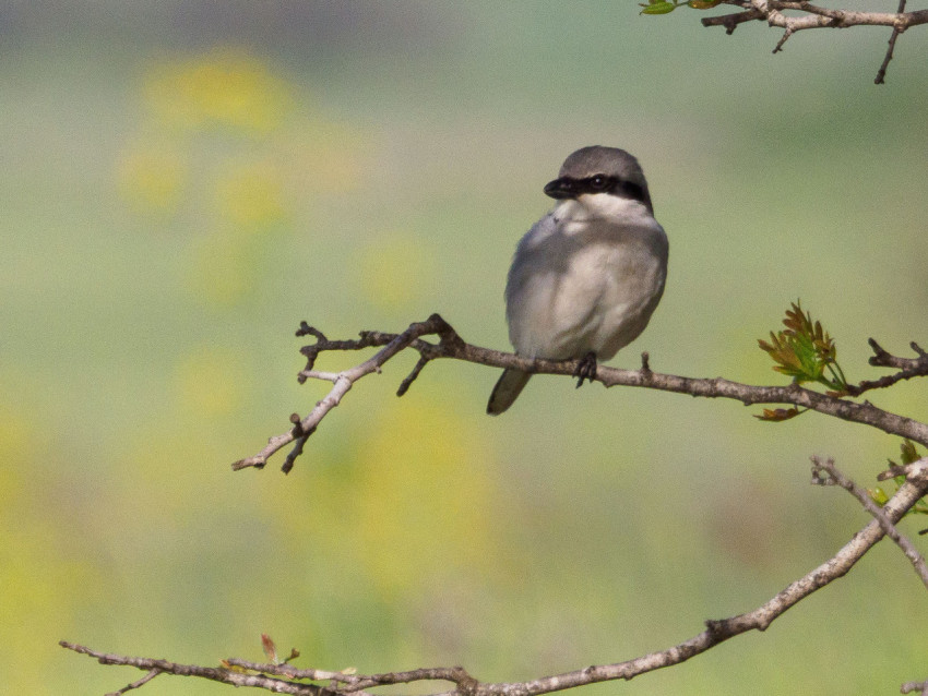 great grey shrike