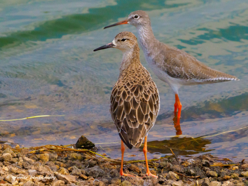 Spotted sandpiper & Ruff