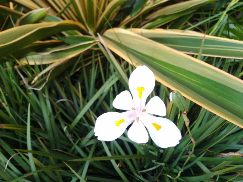 La flor del campo