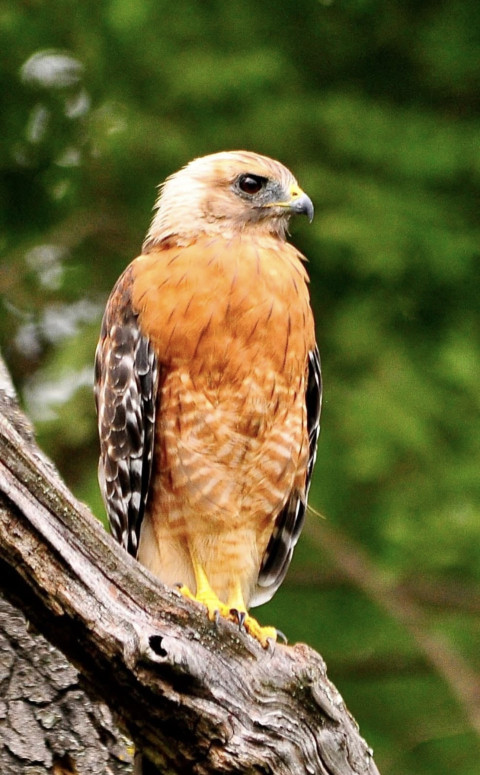 Red-shouldered Hawk