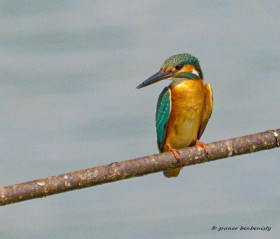 Kingfisher