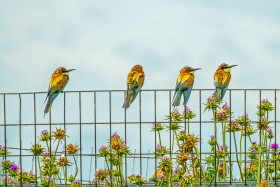 bee-eaters