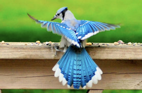 Bluejay