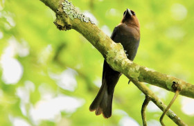 Brown-headed Cowbird