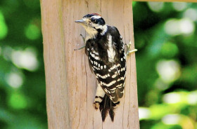 Downy Woodpecker