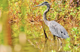 Great Blue Heron