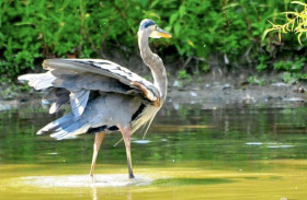 Great Blue Heron