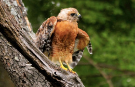 Red-shouldered Hawk